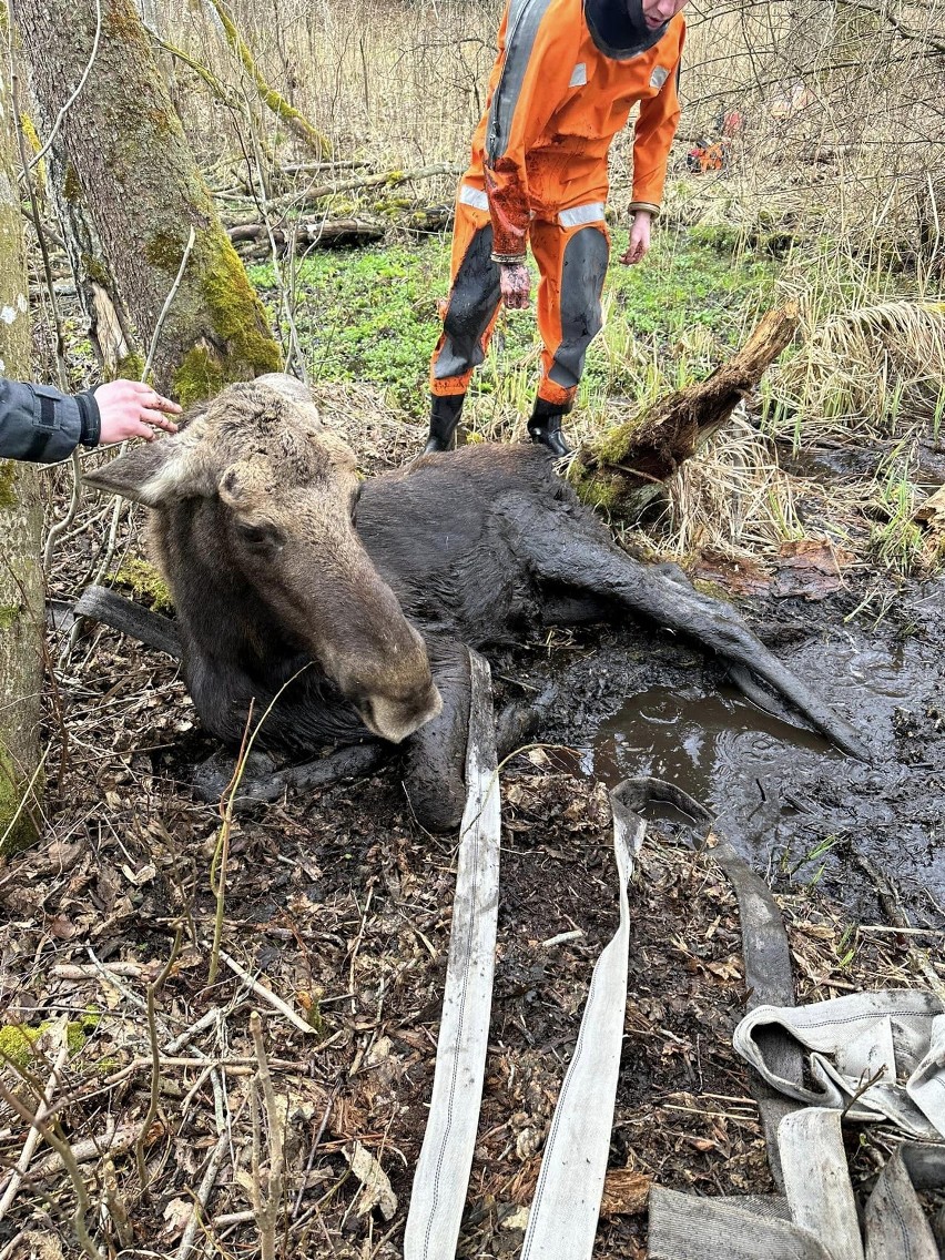 Gawliki Małe. Strażacy wydobyli łosia z bagna