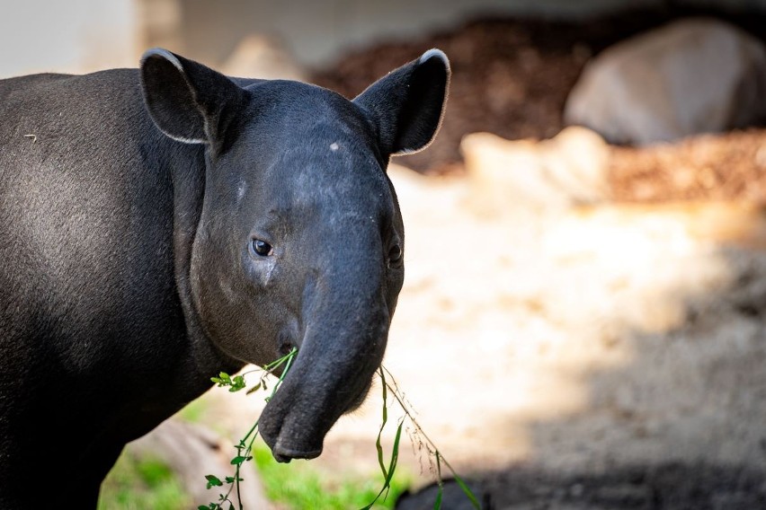 Tapir malajski to czwarty pod względem wielkości ssak Azji....
