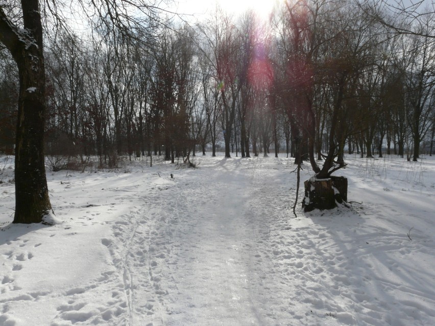 Pabianice. Zima w Pabianicach w 2021 r. Tęskniliście za śniegiem? ZDJĘCIA