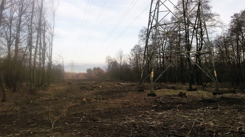 Wycięto drzewa pod liniami energetycznymi w Rybniku