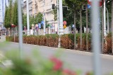 Krzewy na Warszawskiej w Katowicach usychają. Wykonawca wymieni rośliny na nowe 