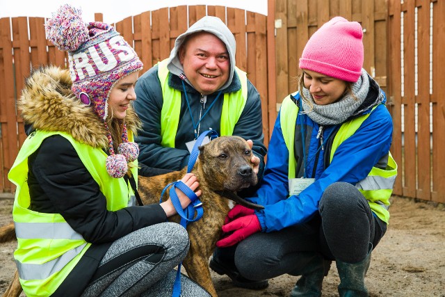 Ami vel Koleś, pies amstaff to wulkan energii - śmieje się Robert Andraka, koordynator wolontariuszy w schronisku. Jest ich tutaj 44. Wśród nich Ula Gumieniak (z lewej) i Dominika Tomczuk.