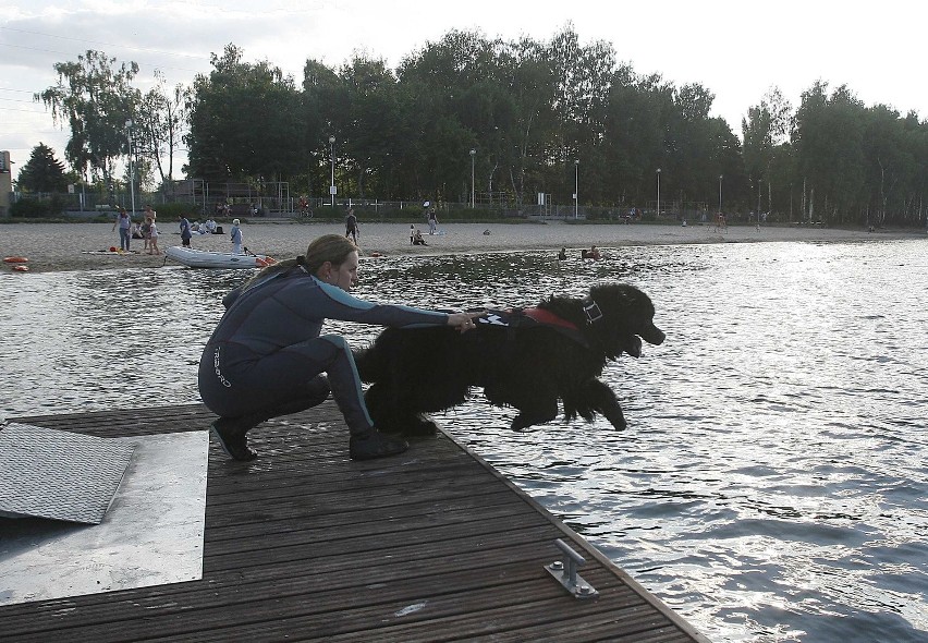 Psy ratownicze ćwiczą na Pogorii III w Dąbrowie Górniczej