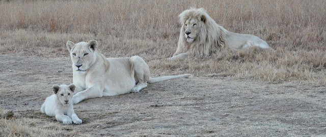 Choć trudy rodzicielstwa u lwów w większej mierze ponosi mama, tata lew nie stroni od opieki nad młodymi lwiątkami i stoi na straży rodziny