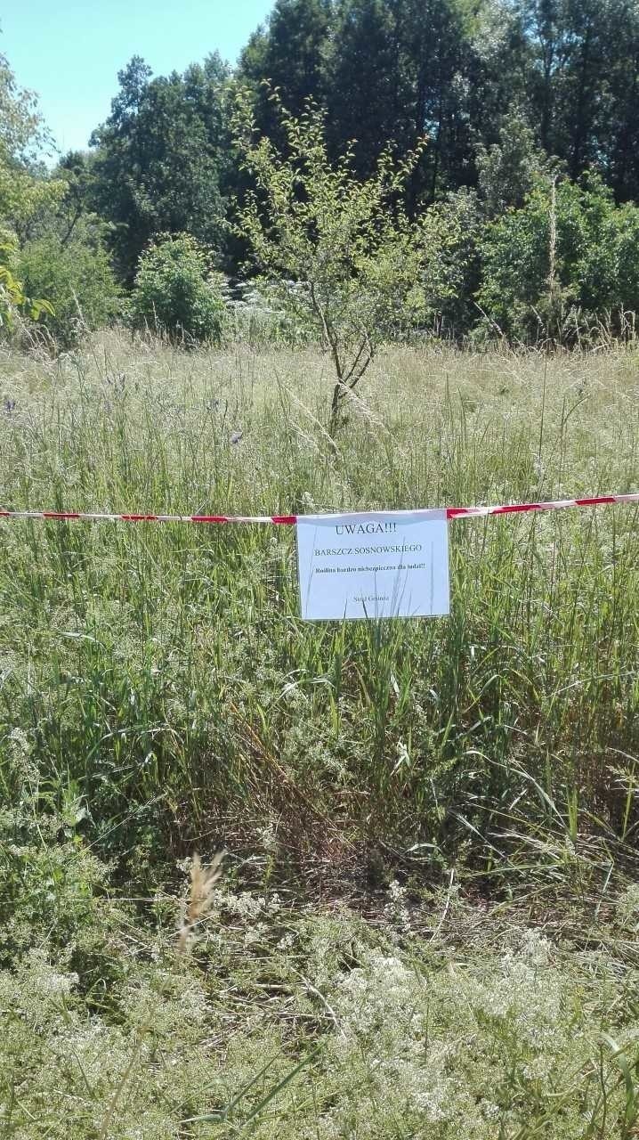 Czerwonak - Barszcz Sosnowskiego: Niedaleko ulicy Szkolnej znajduje się duże skupisko tej niebezpiecznej rośliny