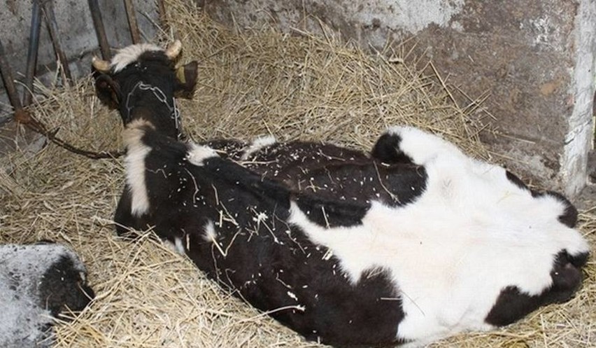 Gmina Rutki. 18 krów padło z głodu. Prokuratura: 24-latka znęcała się nad zwierzętami ze szczególnym okrucieństwem
