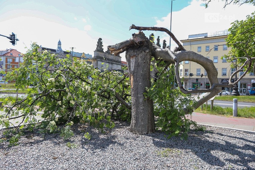 Co się stało historycznym drzewem na placu Solidarności w Szczecinie?