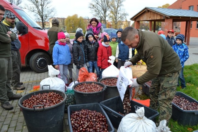 Finał akcji Drzewko za kasztany i żołędzie"