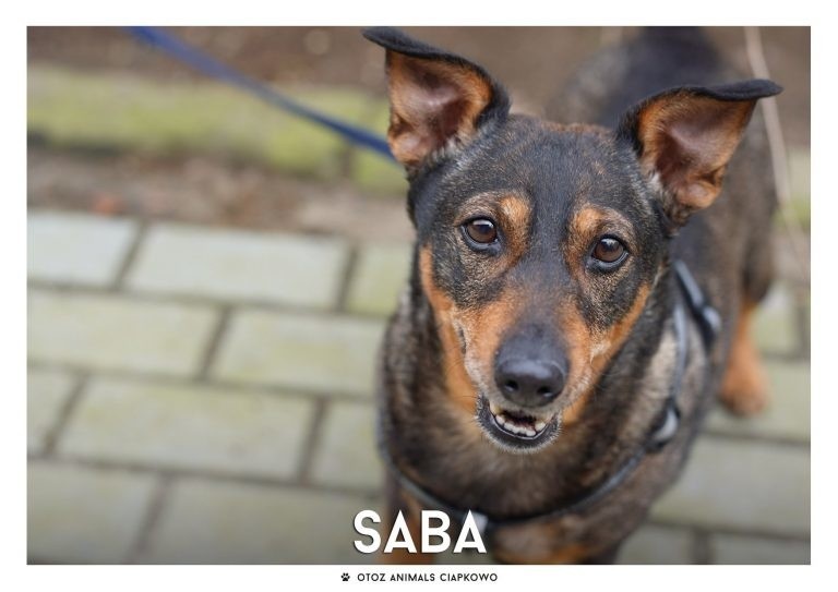 IMIĘ: SABA (79/20)...