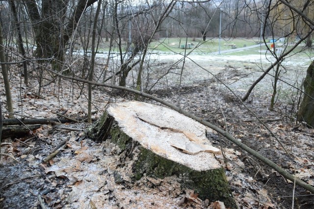 Na Marcince, w rejonie placu zabaw pod topór poszło w sumie sześć drzew. Miasto tłumaczy, że były chore i zagrażały ludziom