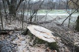 Tarnów. Urządzanie parku na Marcince zaczęli od... wycinki drzew