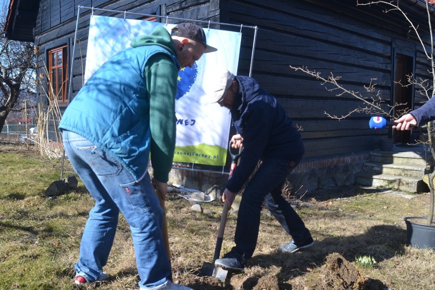 Drzewa Zjednoczonej Europy. Ruszyła nowa akcja Fundacji Arka