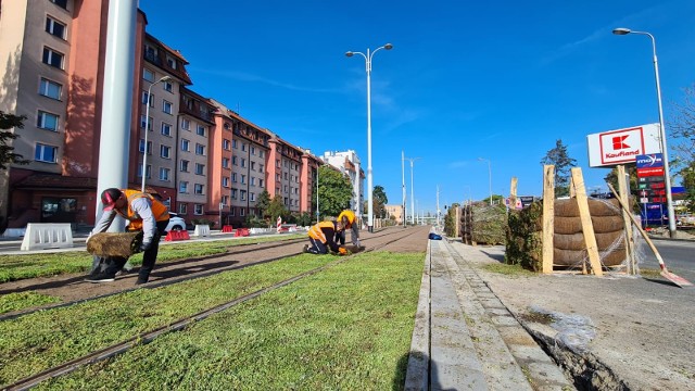 Tramwaj na Popowice pojedzie zielonym torowiskiem. Według zapewnień Wrocławskich Inwestycji, zakwitnie wiosną na wiele barw