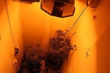 Marihuana w altance: Hodowca konopi indyjskich ukrywał krzaki w szafie