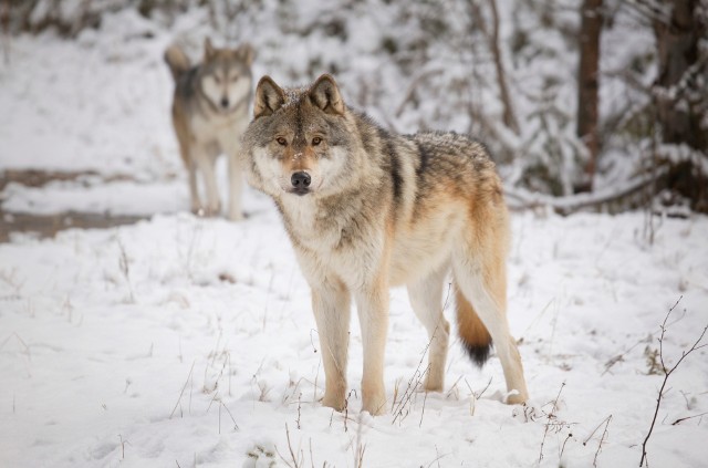 Wójt gminy Orły, w związki z informacjami o pojawieniu się wilków, prosi mieszkańców o zachowanie ostrożności. Zdjęcie ilustracyjne.