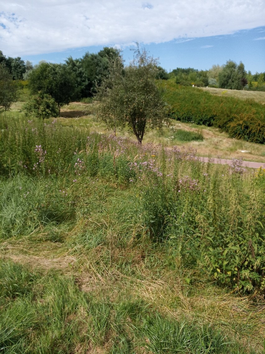 Zarośnięty wąwóz na Czubach w Lublinie odstrasza. Wcześniej miejsce wypoczynku, dziś siedlisko kleszczy