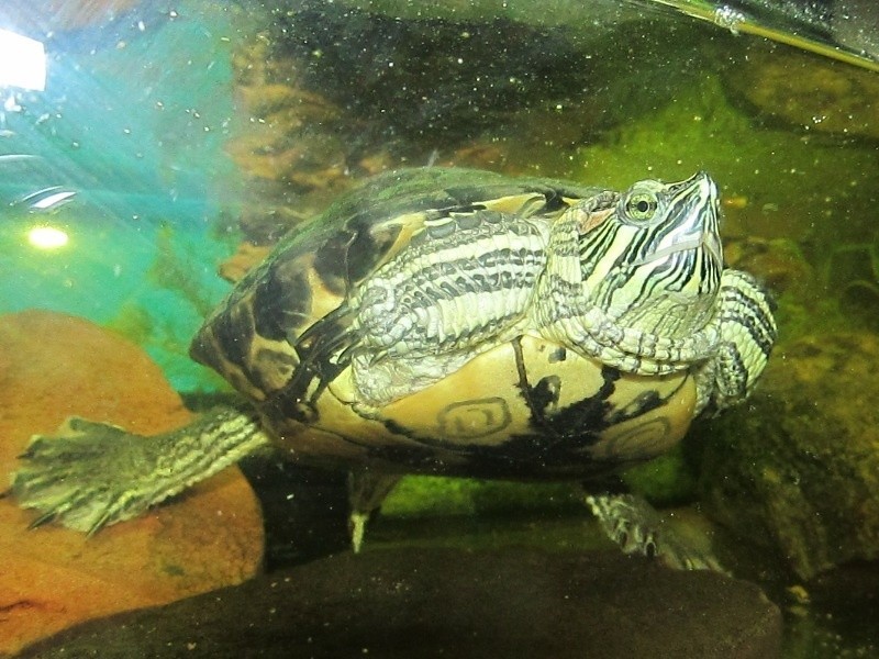 To też Kajtek - żółw wodny p. Zofii