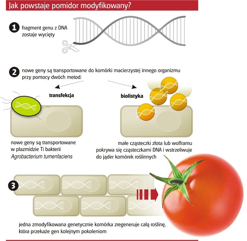 GMO. Żarski: - Wprowadzanie roślin modyfikowanych genetycznie leży w interesie wielkich koncernów