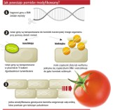 GMO. Żarski: - Wprowadzanie roślin modyfikowanych genetycznie leży w interesie wielkich koncernów