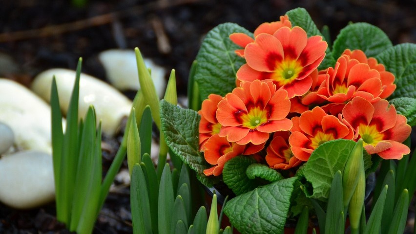 Marzec w ogrodzie, na działce i na balkonie. Jak zabrać się do wiosennych porządków? Zadbaj o swoje rośliny.