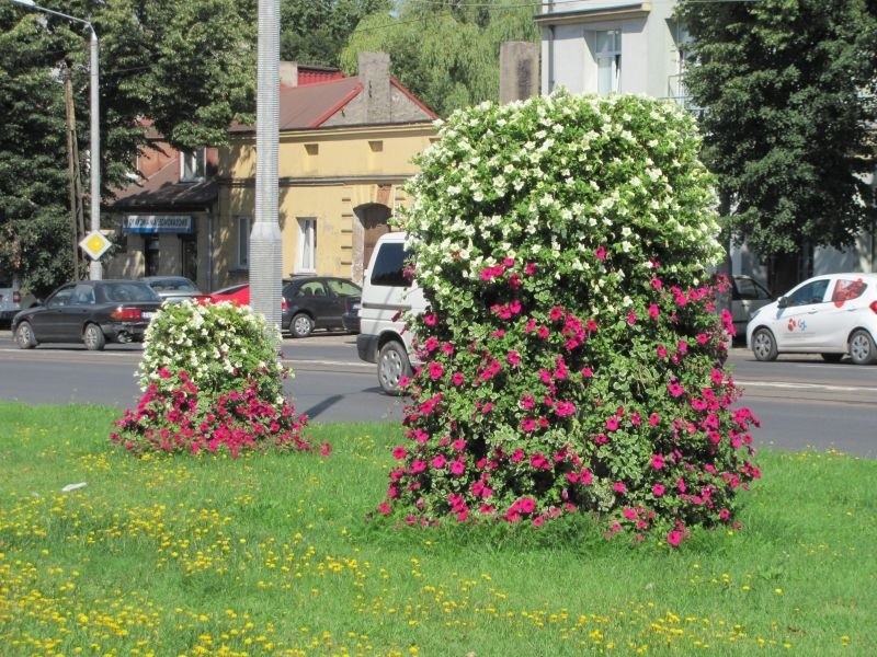 Tak wyglądają Pabianice po akcji ukwiecania.