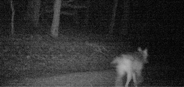 Zdjęcie jest kiepskiej jakości, bo pochodzi z fotopułapki zamontowanej k. Buszyna, zrobione w nocy, ale pewne jest, że to zwierzę to wilk