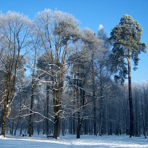 Zdjecia zimy w Bialymstoku zrobione przez internaute.