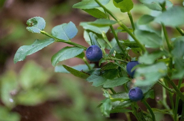 Borówka czernica, czyli czarna jagoda, to niskie krzewinki. Jej owoce są zdrowsze niż rosnące na krzakach borówki amerykańskie.