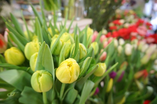 Świeże kwiaty w dobrej kondycji chcemy mieć jak najdłużej. Trwałość tulipanów przedłuży ukośne przycięcie ich łodygi. Zwiększy to pobór wody przez kwiaty.
