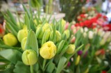 Ceny kwiatów i promocje na Dzień Kobiet 2023. Tyle kosztują róże, tulipany, bukiety w Biedronce, Lidlu, POLOmarkecie