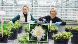 Naukowcy PBŚ ukochali chryzantemy. Przekonują: "To kwiaty dobre do domu i ogrodu"
