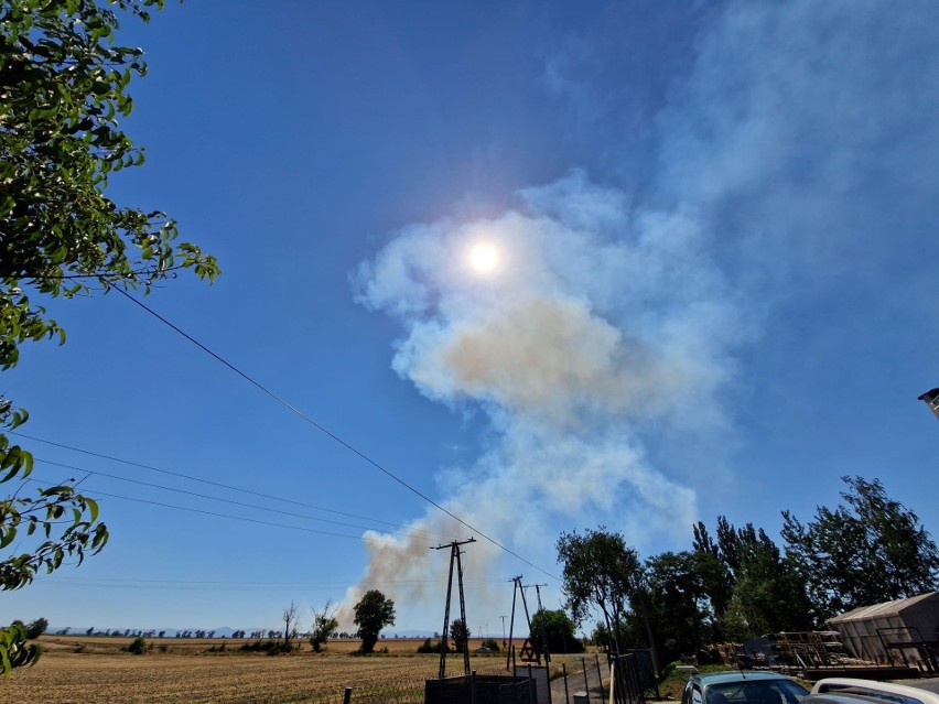 Groźny pożar ścierniska i zboża gminie Łambinowice. Strażacy gasili go z powietrza