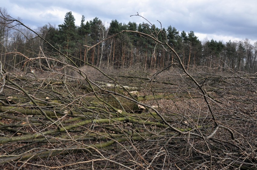 Wycinka w Lesie Borkowskim
