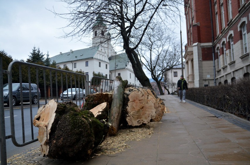 Miasto wycięło drzewo przy ul. Bernardyńskiej 