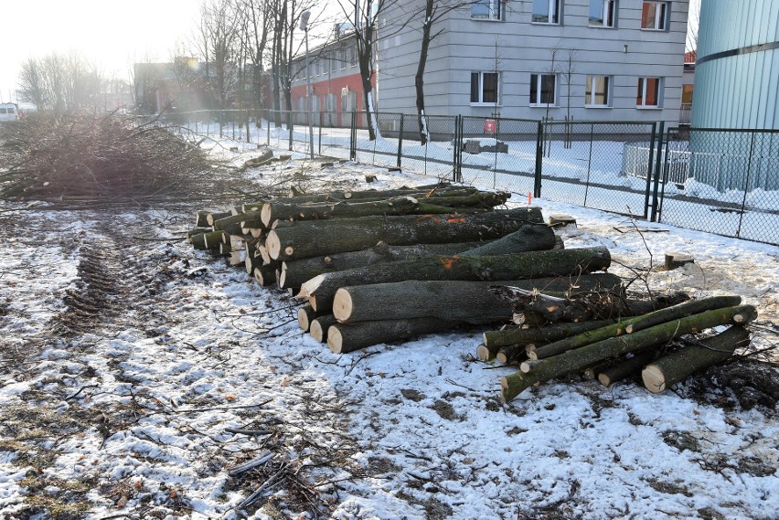 Wycinka drzew wzdłuż ul. Bohaterów Monte Cassino w Opolu