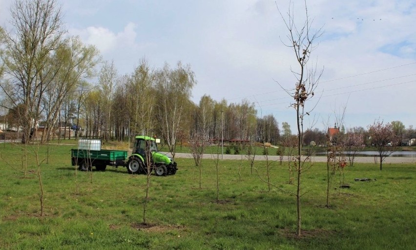 Posadzone dęby na terenie zalewu.