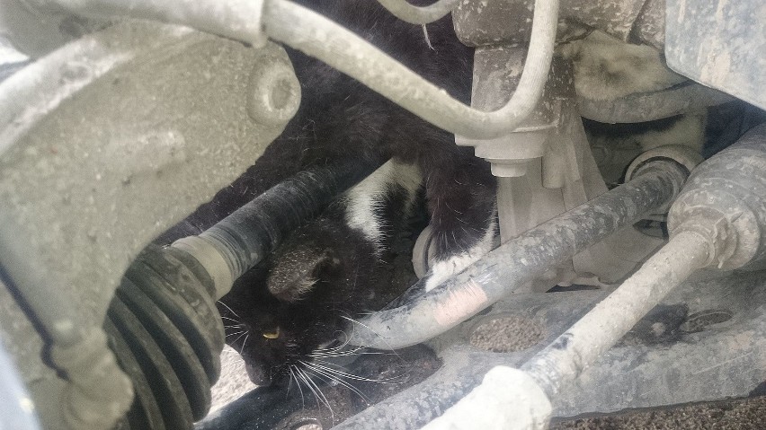 Kot zaklinował się pod silnikiem. Uratowali go strażacy