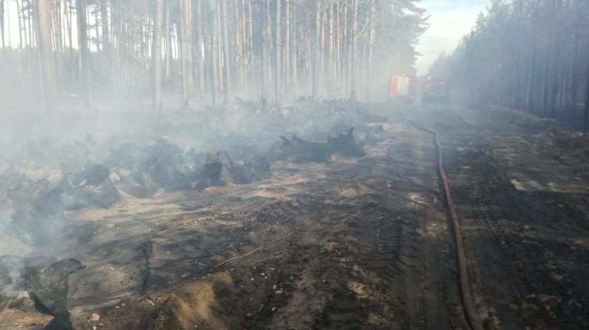 Pożar lasu koło Starej Rzeki. Spłonęło ok. 5 ha lasu [zdjęcia]