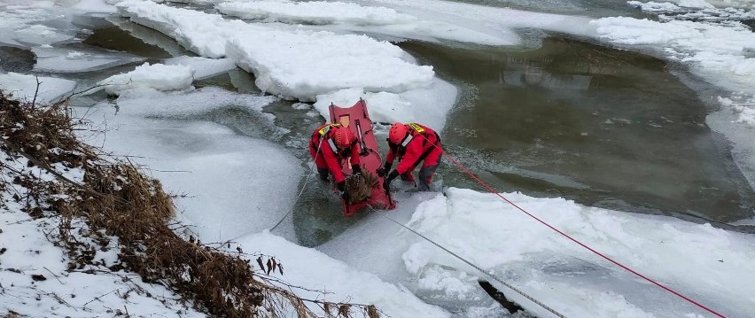 Strażacy uratowali sarnę znajdującą się w zamarzniętym nurcie rzeki Łososina. Miała złamane nogi [ZDJĘCIA]