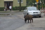 Dzik zaatakował dziecko w centrum miasta