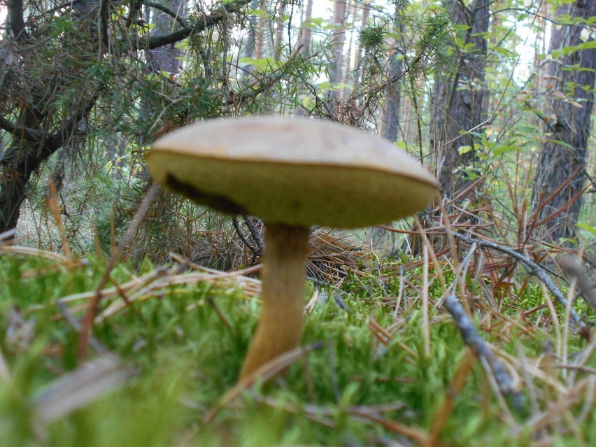 Wystarczy krótki spacer po lesie, by wrócić z koszem pełnym grzybów! [zdjęcia Czytelników]
