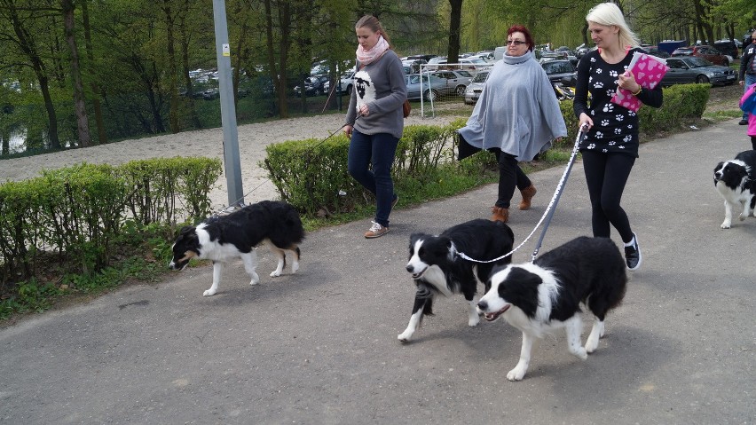 Wystawa psów w Rybniku-Kamieniu. Urocze czworonogi