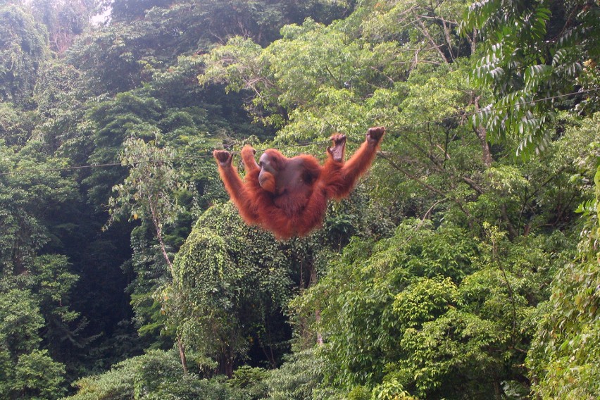 Orangutan Sumatrzański...