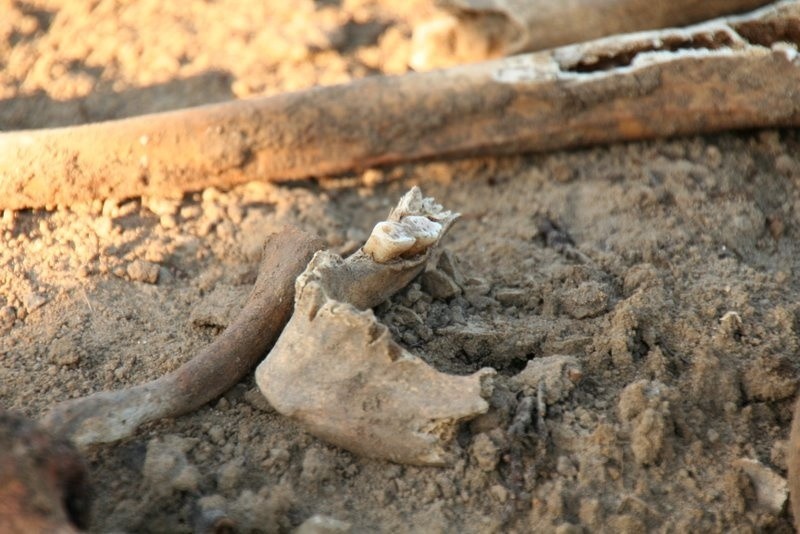 Ludzkie kości walają się w Gostyniu