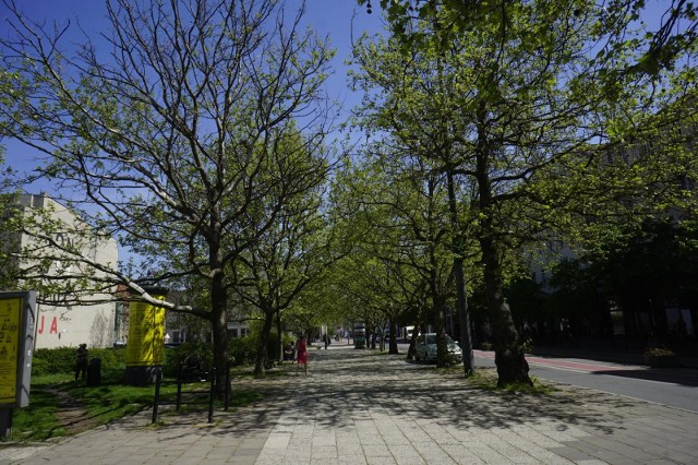 Poznaniacy obawiają się, że wiekowe drzewa zostaną wycięte, a na ich miejscu znajdzie się beton. Chodzi o 30 drzew na ulicy 27 Grudnia i 121 na ulicy Kórnickiej. Obawy związane są ze zbliżającą się kolejną rewitalizacją w centrum miasta. Poznańskie Inwestycje Miejskie, które są odpowiedzialne za remonty na tym terenie tłumaczą, że część drzew rzeczywiście zostanie wycięte, ale w zamian za nie, posadzone zostaną nowe drzewa.
