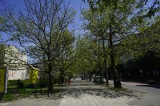 Będzie ogromna wycinka drzew w centrum Poznania?