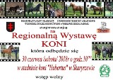 Regionalna Wystawa Koni w Skaryszewie. Najpiękniejsze konie można oglądać w stadninie Hubertus już w najbliższą sobotę 