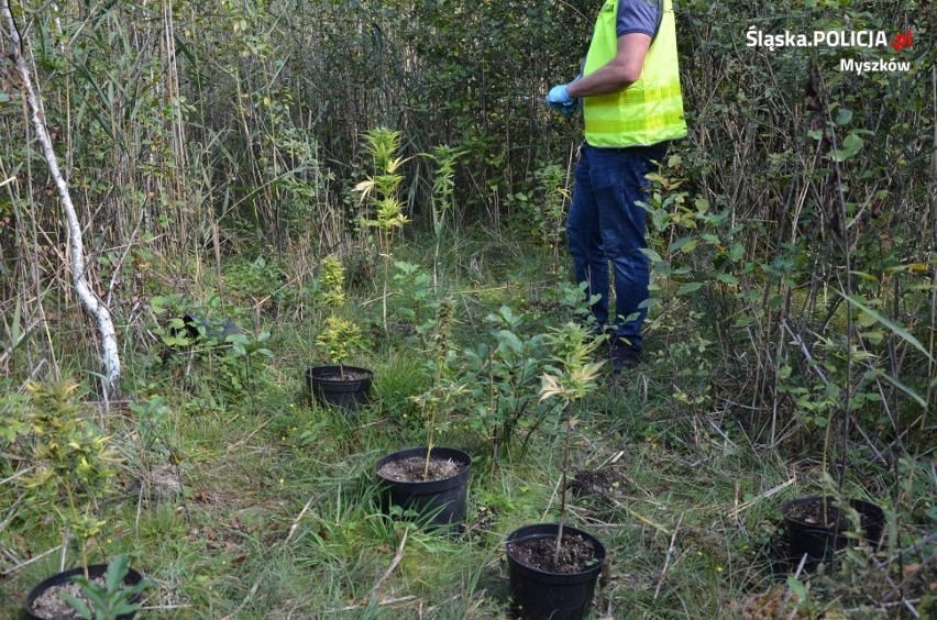 Myszkowscy policjanci znaleźli plantację  konopi indyjskich...