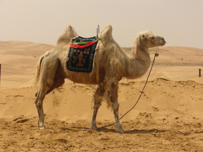 „Wielbłądy chodzą w Egipcie po plaży" skarżył się z wakacji...