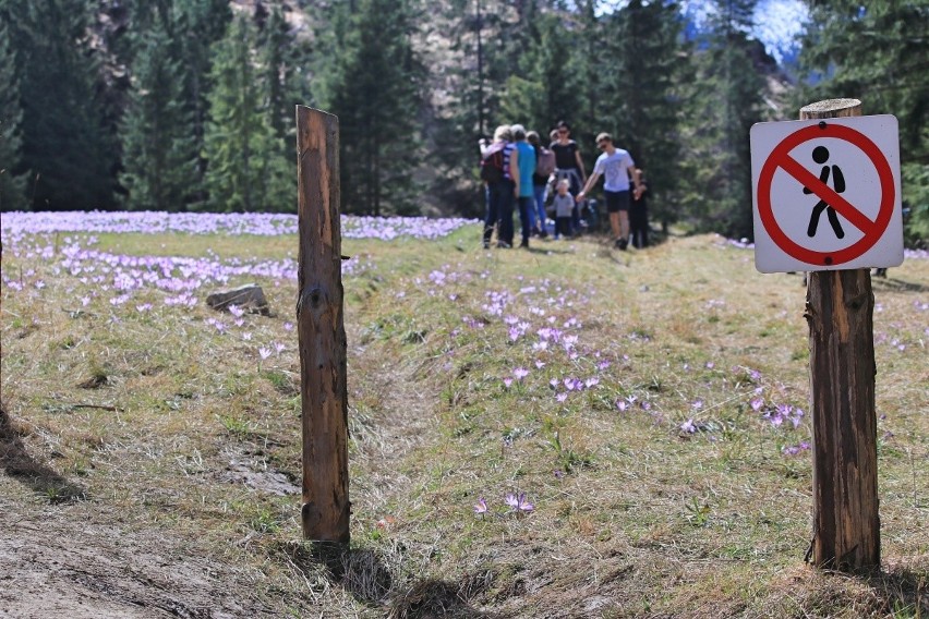 "Nigdy więcej na krokusy do Doliny Chochołowskiej". Polacy dali popis kultury